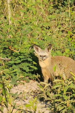 Verneys Camp Hwange Bat Eared Fox Verneys Camp Hwange Bat Eared Fox