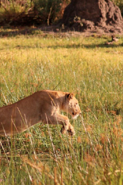 Machaba Botswana Okavango Delta Gomoti Plains Camp Lion Sightings November 2017