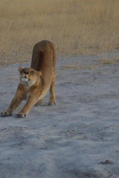 Machaba Safaris Kiri Camp Lion Stretch Machaba Safaris Kiri Camp Lion Stretch