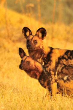 Machaba Zimbabwe Hwange Deteema Camp Wild Dog Sightings August 2019 Machaba Zimbabwe Hwange Deteema Camp Wild Dog Sightings August 2019