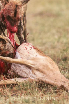 Botswana Okavango Delta Machaba Camp Wild Dogs And Springbok Sightings 2017 December Botswana Okavango Delta Machaba Camp Wild Dogs And Springbok Sightings 2017 December