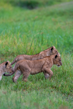 Botswana Gomoti Plains Lioncubs Playing