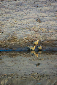 Machaba Blog Mike Myers Sand Grouse