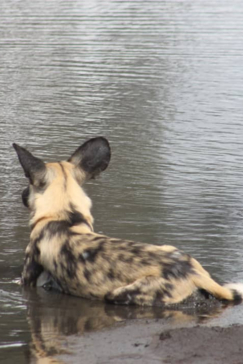 Machaba Verneys Camp Willdife Sightings December 2024 Lion Wild Dog Waterhole Machaba Verneys Camp Willdife Sightings December 2024 Lion Wild Dog Waterhole