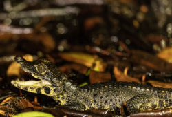 Machaba Wild Reptiles Dwarf Croc 1