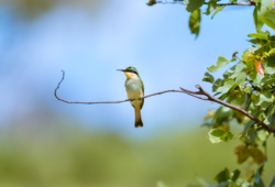 Machaba Web Experience Wildlife Birding Bee Eater