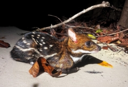 Machaba Wild Machaba Wild Mammals Water Chevrotain