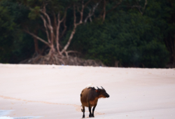 Machaba Wild Mammals Forest Buffalo On Beach 2