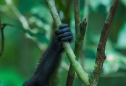 Machaba Wild Machaba Wild Great Apes Gorilla Hand