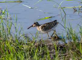Machaba Web Activity Canoeing Wader Bird Egde Of Water Machaba Web Activity Canoeing Wader Bird Egde Of Water