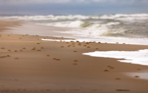 Machaba Wild Machaba Wild Landscape Beach With Ghost Crabs