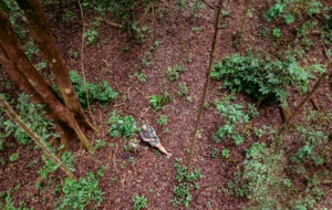 Machaba Wild Machaba Wild Activities Forest Immersion