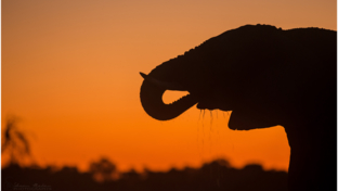 elephant-machaba-wildife-sightings-botswana-machaba-camp-april.jpg
