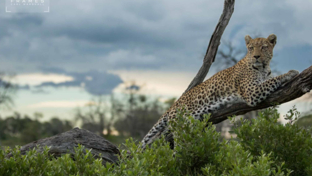 Machaba-Botswana-okavango-delta-machaba-safaris-leopard-sightings-february-2017.jpg