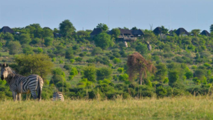 Machaba Botswana Chobe Ngoma Sighting May 2020 Zebra Thumbnail
