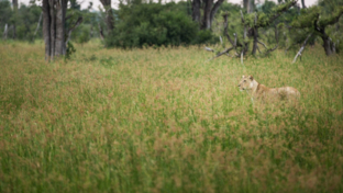 Botswana   Okavango Delta   Gomoti Camp   Oct 2021 Wildlife Sightings   Lioness Banner Botswana   Okavango Delta   Gomoti Camp   Oct 2021 Wildlife Sightings   Lioness Banner