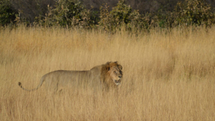Machaba Camp   Botswana   Kiri Camp   Wildlife Stories   July 2022   Banner   Lion In The Grass
