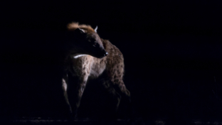 Gomoti Plains Wildlife Sightings Hyena Night Drive