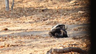 Botswana Chobe Ngoma Sightings Report September 2024 Honey Badgers Botswana Chobe Ngoma Sightings Report September 2024 Honey Badgers