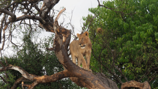 Machaba Gomoti Plains Camp Wildlife Sightings April 2025 Lioness In A Tree Machaba Gomoti Plains Camp Wildlife Sightings April 2025 Lioness In A Tree