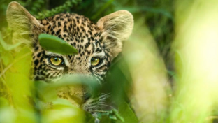 Machaba Deteema Springs Camp Wildlife Sightings April 2026 Leopard Cub In A Bush