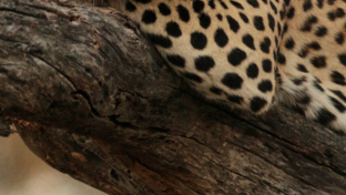 machaba-botswana-okavango-delta-gomoti-plains-camp-leopard-2-sightings-august-2018.jpg