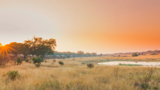 Machaba Deteema Springs Camp Wildlife Sightings April 2025 Banner Sunrise Over Deteema Springs Camp Machaba Deteema Springs Camp Wildlife Sightings April 2025 Banner Sunrise Over Deteema Springs Camp
