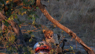 Machaba Gomoti Plains Camp Wildlife Sightings June 2025 Cheetah Feeding On Impala Machaba Gomoti Plains Camp Wildlife Sightings June 2025 Cheetah Feeding On Impala