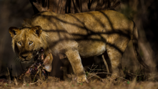 Machab Safaris Zimbabwe Ingwe Pan Lions Machab Safaris Zimbabwe Ingwe Pan Lions