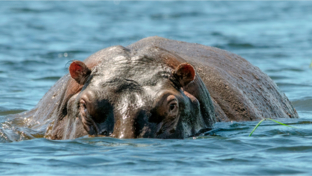 hippo spotted at machaba safaris hippo spotted at machaba safaris
