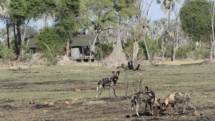 Machaba Gomoti Plains Camp Wildlife Sightings March 2025 Wild Dogs Feeding Near Gomoti Plains Camp