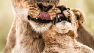 Machaba Safaris   Machaba Camp Wildlife Sightings   May 2025   Lions