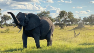 Machaba Camp Wildlife Sightings July 2025 Elephants On The Savannah Machaba Camp Wildlife Sightings July 2025 Elephants On The Savannah