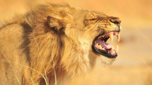 machaba-safaris-zimbabwe-hwange-deteema-springs-sightings-lion-roaring.jpg