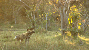 machaba-botswana-okavango delta-machaba-camp-wild dog-sightings-may-2018.jpg