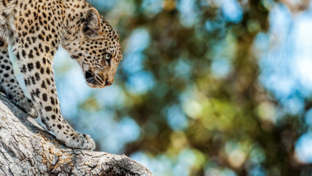Machaba Okavango Delta Leopard