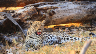 Machaba Gomoti Plains October Sightings Leopard Machaba Gomoti Plains October Sightings Leopard