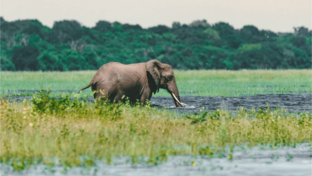 Machaba Chobe National Park Elephant Encounter Wet Season Machaba Chobe National Park Elephant Encounter Wet Season