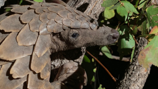 machaba-camp-botswana-okavango-delta-little-machaba-camp-pangolin-sightings-july-2019 (2).jpg