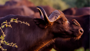 Ngoma Safari Lodge Buffalo