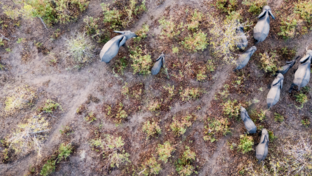 Machaba Ngoma Safari Lodge Wildlife Sightings April 2026 Elephant Herd