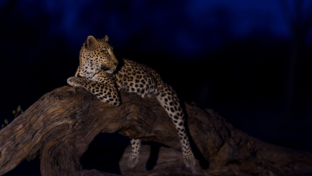 Botswana Machaba Camp Leopard At Night Botswana Machaba Camp Leopard At Night