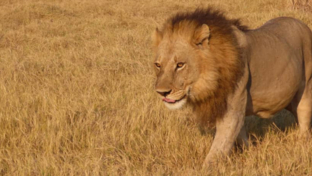 Machaba Safaris Okavango Delta Sightings July Male Lion Machaba Safaris Okavango Delta Sightings July Male Lion