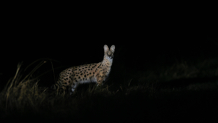 Machaba Camp Wildlife Sightings Aug 23 Serval Machaba Camp Wildlife Sightings Aug 23 Serval