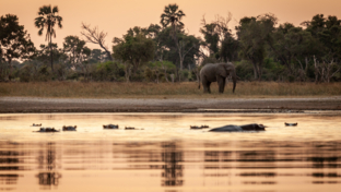 Machaba Kiri Camp Wildlife Sightings October 2025 Okavango Delta Wildlife