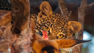 Machaba Camp Wildlife Sightings July 2026 Leopard Feeding In A Tree