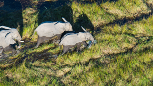 Botswana Gomoti Plains Elephant Banner Botswana Gomoti Plains Elephant Banner
