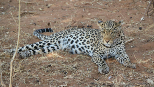 Botswana Ngoma Safari Lodge Leopard Botswana Ngoma Safari Lodge Leopard