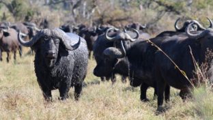 machaba-botswana-okavango-delta-gomoti-plains-camp-buffalos-2-sightings-july-2018 (10).jpg