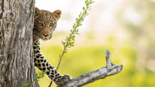 botswana-okavango-delta-machaba-camp-leopard-sightings-2017-december.jpg